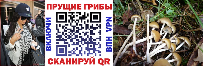 как найти   Венёв  гидра ссылки  Псилоцибиновые грибы ЛСД 